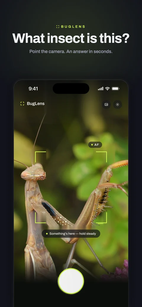 BugLens — AI insect identification from a photo